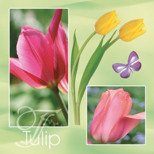 Servilleta Tulipanes Rosa y Amarillos D013