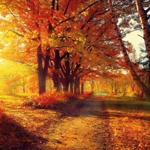 Servilleta Parque de Otoño A866