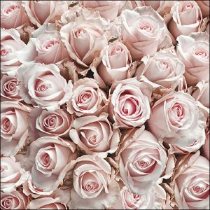 Servilleta Rosa Patel A1365