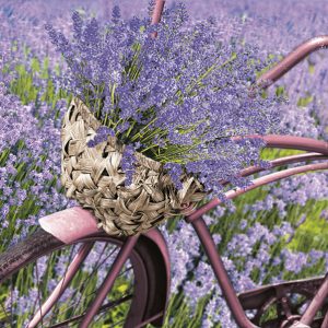 Servilleta Bici Lavanda D220