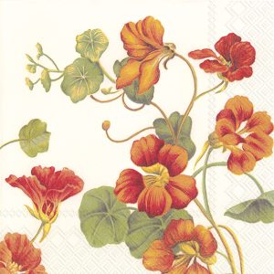Servilleta Capuchina H740