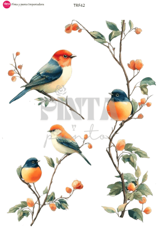 Pajarito Sialia TRF42